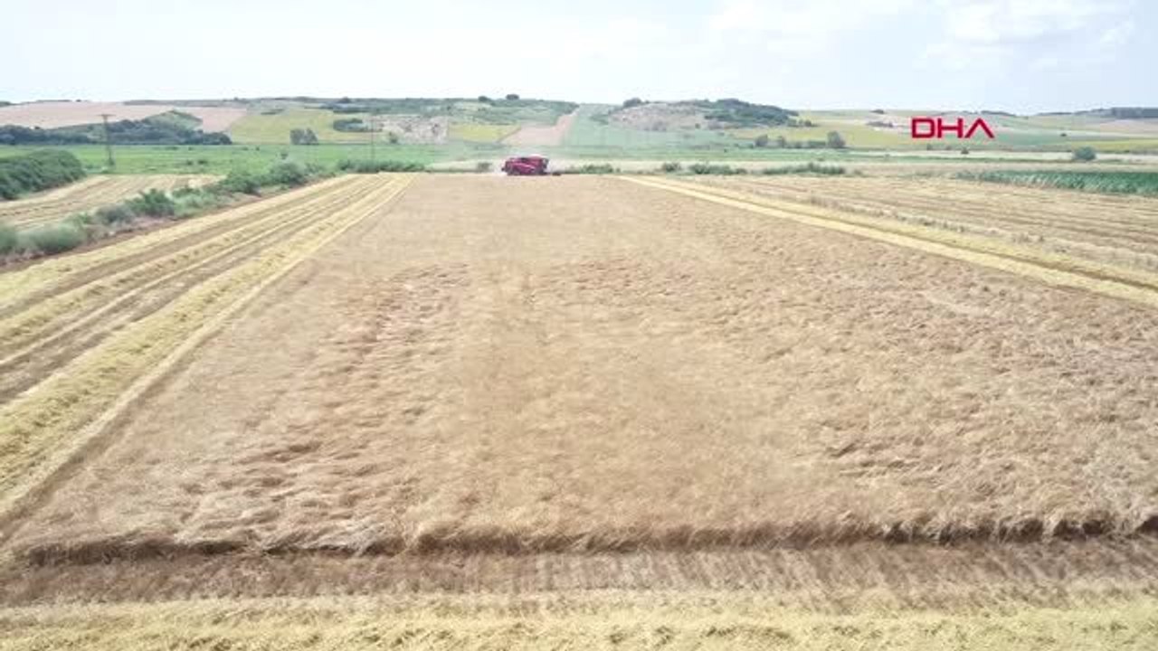 EDİRNE'DE VERİMİ ARTAN BUĞDAY YÜZLERİ GÜLDÜRÜYOR