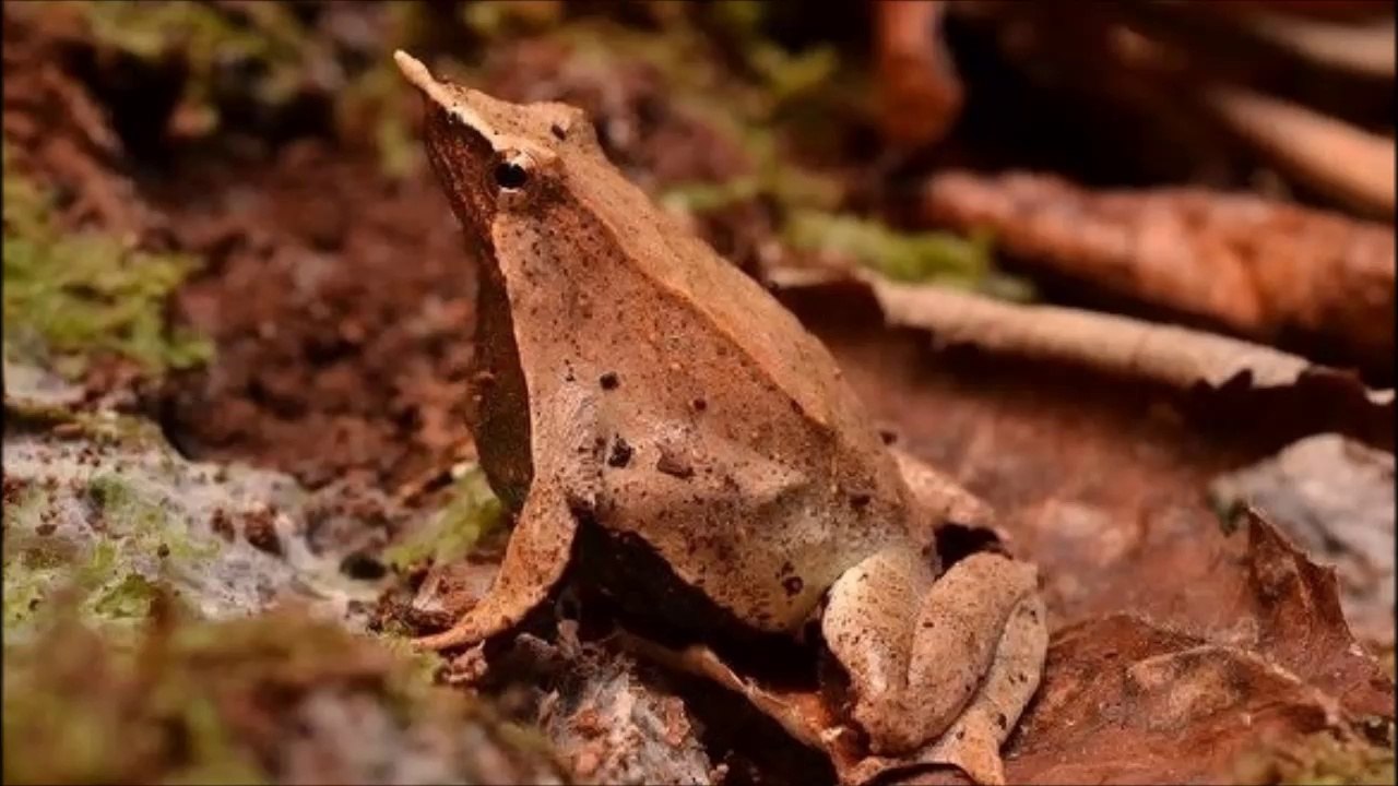 Sapitos de Darwin (Rhinoderma darwinii)