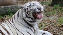 New White Tiger At Big Cat Rescue