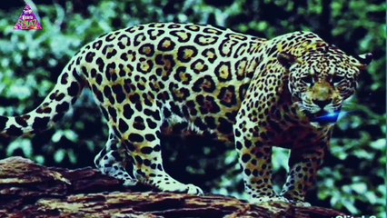 EL GRAN FELINO DEMONIO (la pantera)