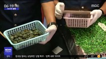 [이 시각 세계] 말레이 공항서 새끼 거북 5천여 마리 밀반입 적발