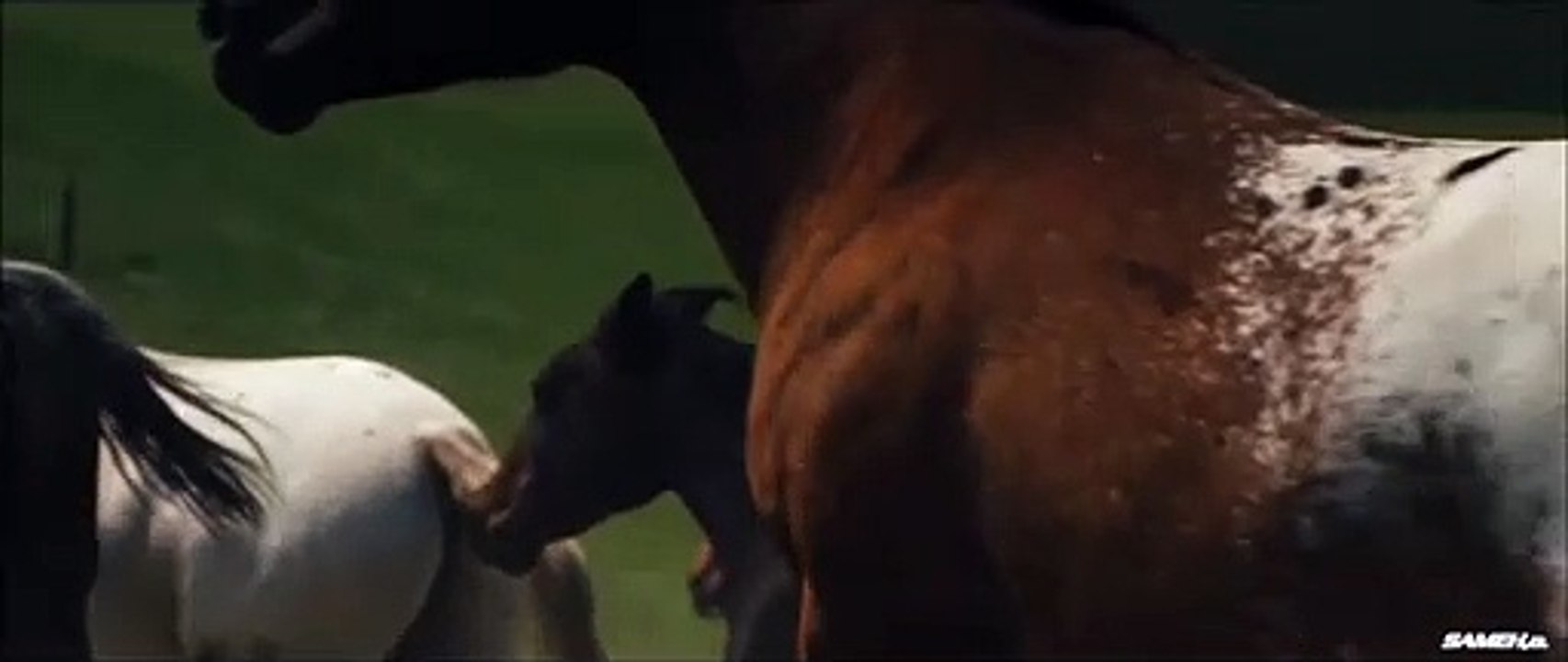 wild horses.