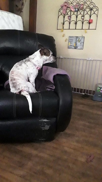 Dog screaming