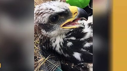 Golden Eagle Chicks Spotted In Santa Monica Mountains For First Time Since The 1980s