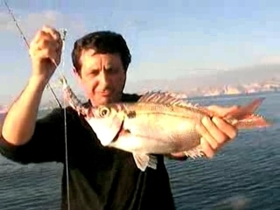 Dorade13
