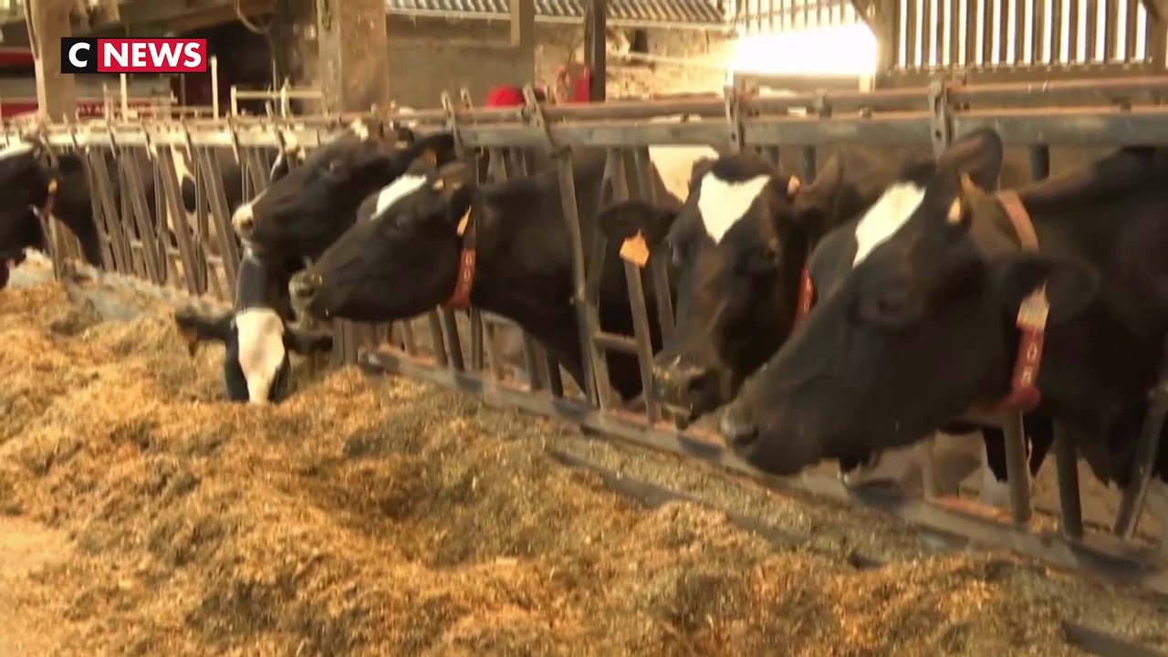 Canicule : comment les éleveurs protègent leurs animaux ?