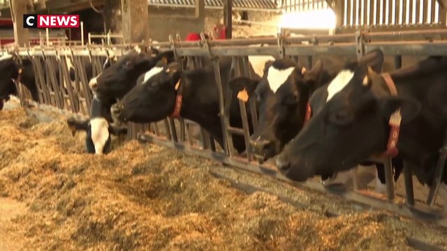 Canicule : comment les éleveurs protègent leurs animaux ?