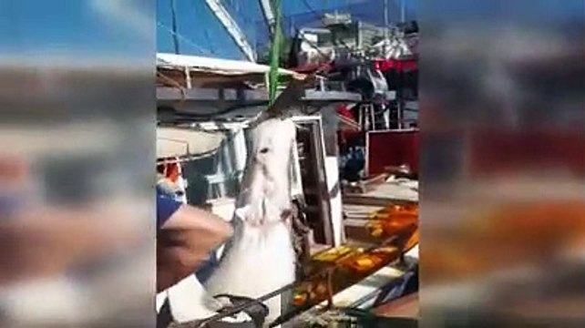 Fethiye'de balıkçıların ağına 400'er kiloluk iki köpek balığı takıldı