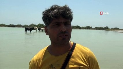 Sıcaktan bunalan inekler gölde serinliyor