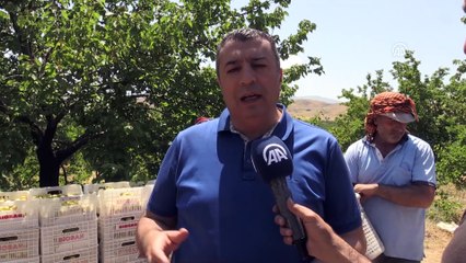Malatya'da kayısı ihracatı sevinci