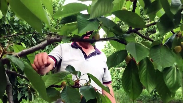 'ABD-Çin ticaret savaşı Türk kirazına yarayabilir' - BURSA