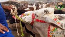 Sahiwal Cow- Sahiwal Bulls for Sale Bakra Eid 2019