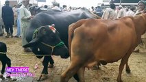 Sahiwal Cow - Cow Mandi - Bakra Mandi - 2018 - SASSTI SIRF KHAMOOSHI !