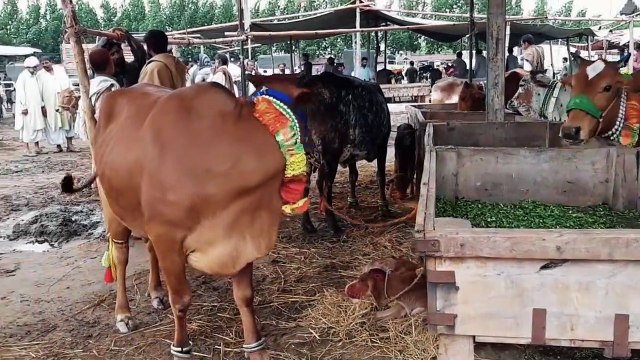 Sahiwal Cow - Farm Houses - Price in Pakistan - Shahpur Kanjra Mandi Visit 2018 - 2019 in Urdu_Hindi