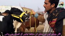 SAHIWAL COW BULL BEAUTIES K BEAUTIFUL RATES - SHAHPUR KANJRA MANDI LAHORE