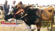 Sahiwal Cow for Sale - Wednesday Bakra Mandi Shahpur - Latest Video in Urdu_Hindi February 2018