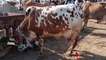 Sahiwal Cow in Cow Mandi 2018 for Sale in Maweshi Mandi for Karachi Lahore Islamabad