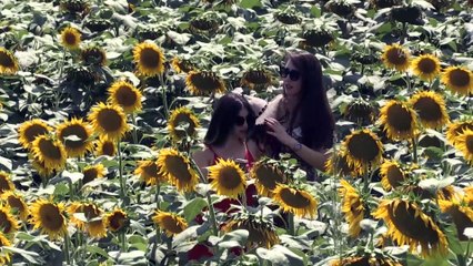 Çukurova'da ayçiçeği bereketi - ADANA