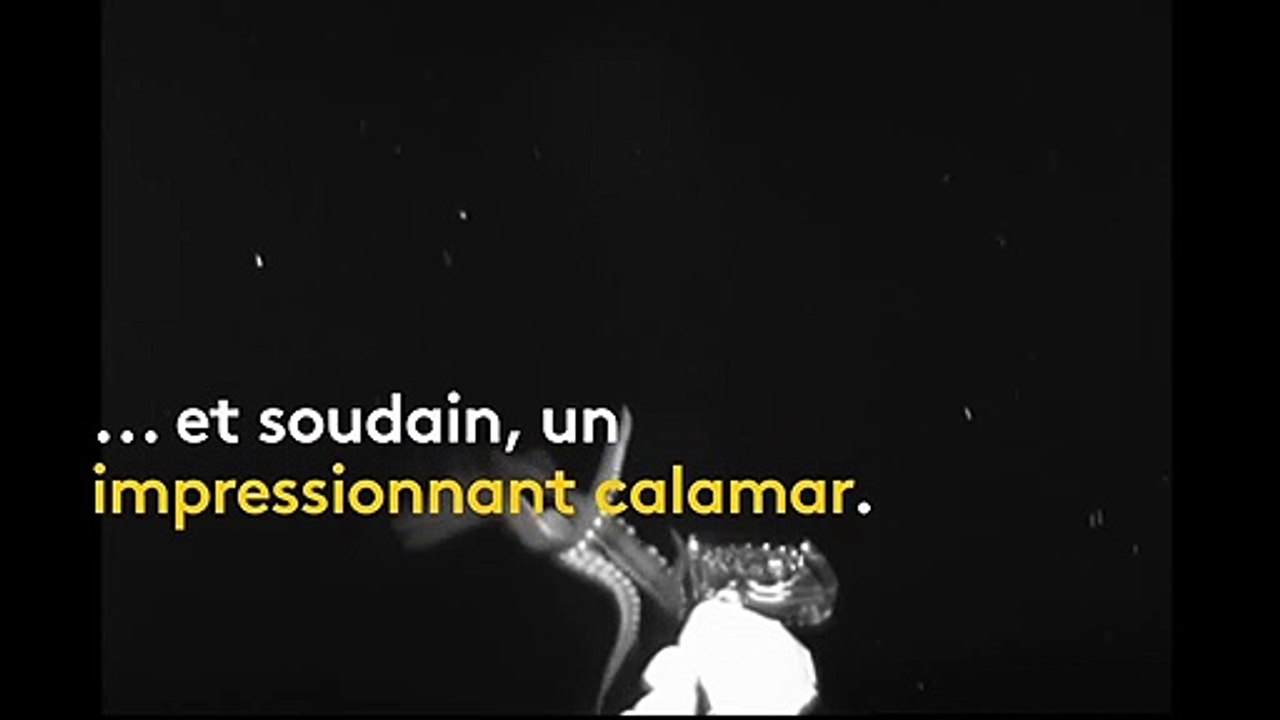 Des scientifiques filment un calamar géant dans le golfe du Mexique, à près de 800 mètres de profondeur