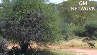Male Lion against his family to save injured Hyena, can he do it???