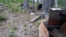 Les chats sont officiellement les créatures les plus courageuses sur toute la planète