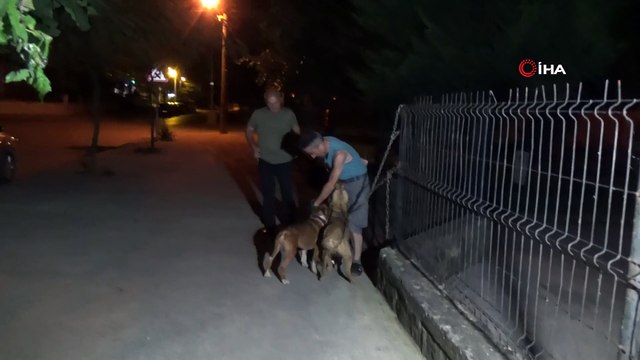Pitbulları çocuk parkına bağlayıp kaçtılar