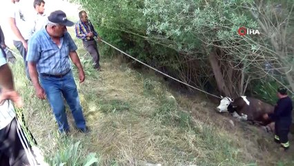 Sulama kanalına düşen ineğe kurtarma operasyonu