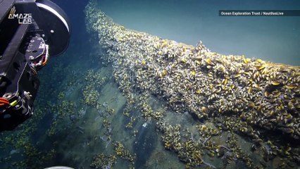 Why Gulf of Mexico's 'Hot Tub of Despair’ Kills Most Creatures That Fall In