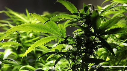 "¿Te estás fumando un porro?": da a su madre una épica respuesta por WhatsApp que se ha hecho viral