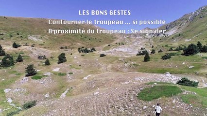 Chiens de protection des troupeaux : des gestes à adopter