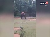 VIDEO: क्या आपने हाथी को फुटबॉल खेलते देखा है, नहीं..तो देखें यहां