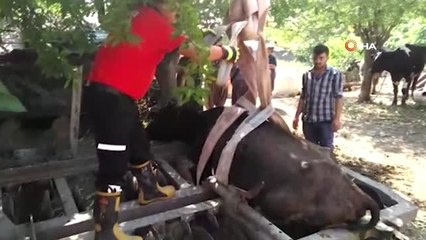 Tarım aletine sıkışan ineği kurtarma operasyonu