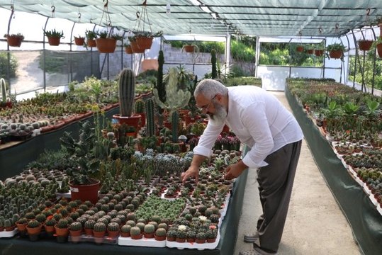 Hobi olarak kaktüs yetiştirmeye başladı, şimdi birçok ile kaktüs satıyor