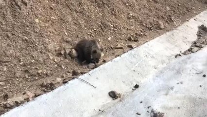 Yolunu kaybeden yavru ayı doğaya bırakıldı