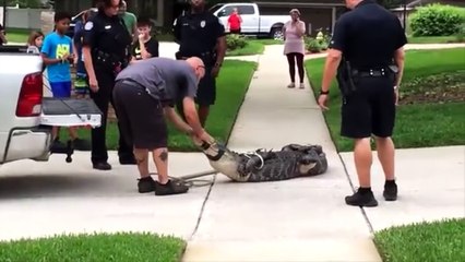 Cocodrilo deja KO de un cabezazo a su capturador