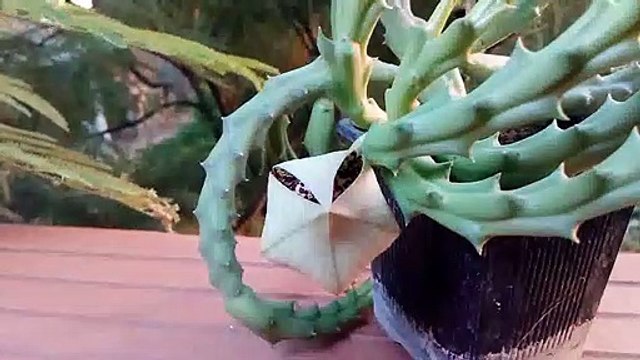 How to Bloom cactus Orbea variegata (Stapelia variegata)