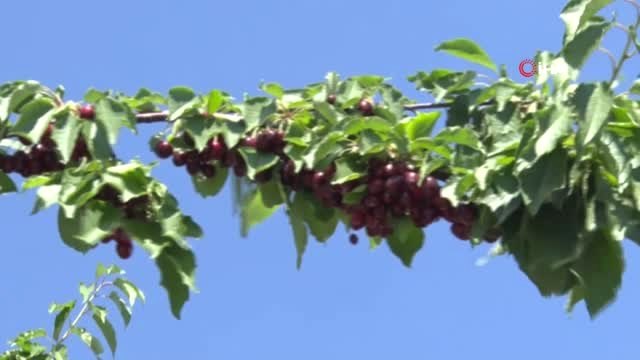 Harput kirazında hasat zamanı