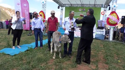 Buzağılar güzellikleri ile yarıştı