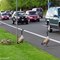Animals In Wild  Canadian goose family is crossing the street  Facebook