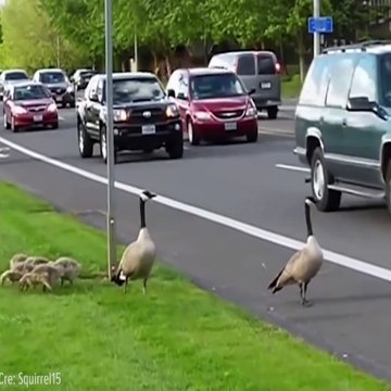 Animals In Wild Canadian goose family is crossing the street Facebook