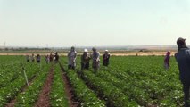 Güneydoğu'da sıcak hava yaşamı olumsuz etkiliyor