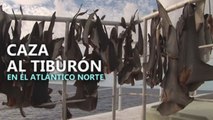 La pesca de tiburones en el Atlántico Norte alerta a Greenpeace