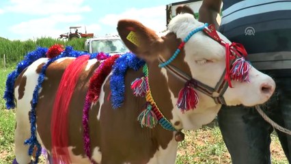 Buzağılar güzellik yarışması için süslendi  - SİVAS