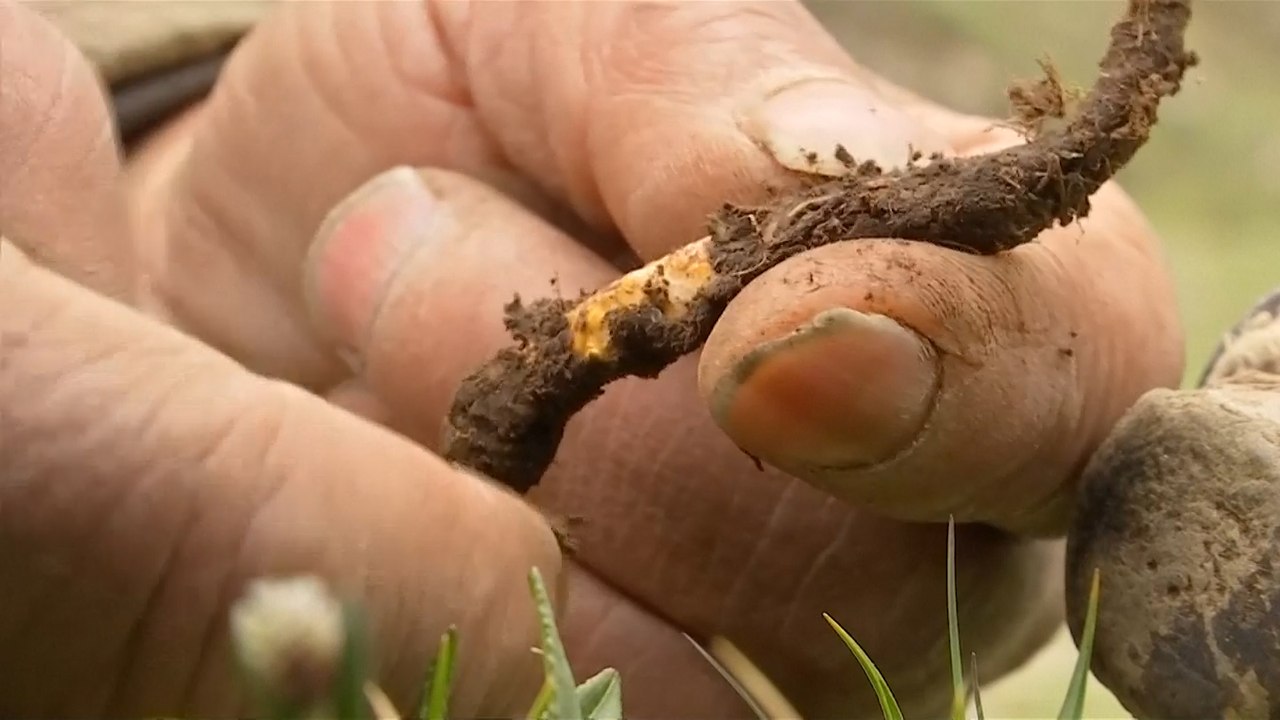 Climate change causes disappearance of fungus more valuable than gold