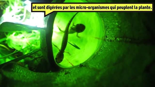 Découverte! Ces plantes carnivores mangent des salamandres !