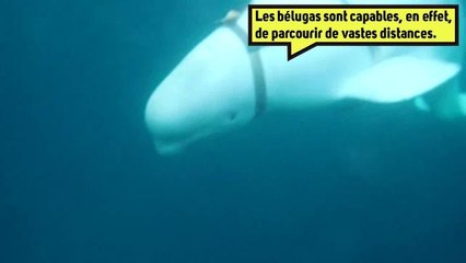 En Norvège, un béluga  soupçonné d’être un espion russe ! ️‍♀️