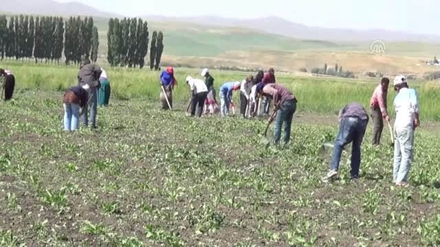 Mevsimlik işçilerin zorlu mesaisi - MUŞ