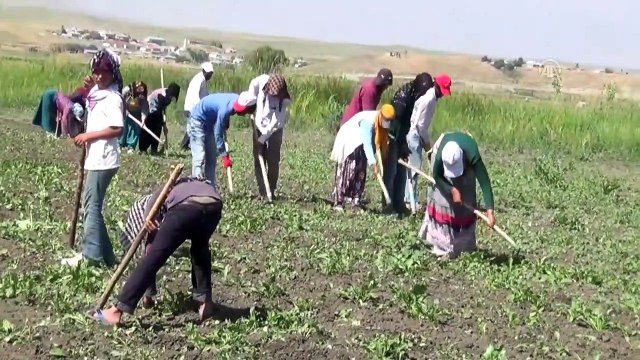 Mevsimlik işçilerin zorlu mesaisi - MUŞ