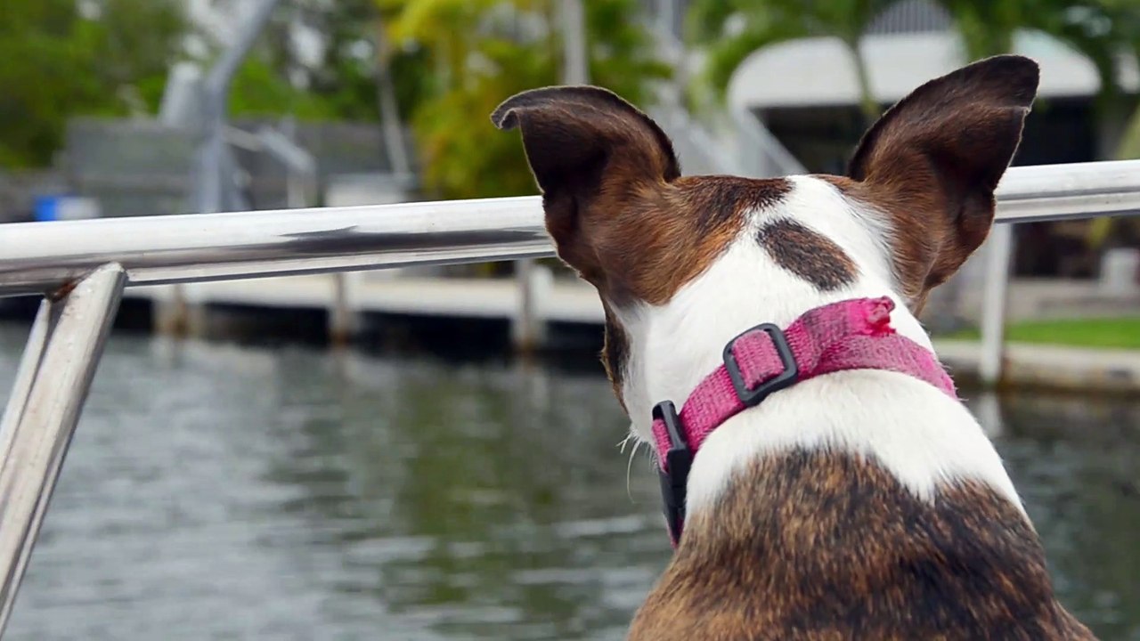 Dog on a boat