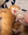 Voici le moyen le plus adorable de réveiller un bébé chaton. A voir !